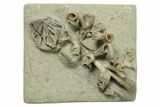 Plate of Two Fossil Crinoids with Coral - Indiana #269738-1